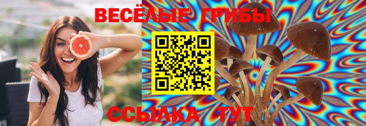 Галлюциногенные грибы Psilocybine cubensis  Галлюциногенные грибы Psilocybine cubensis  Вход с VPN  Сокол 